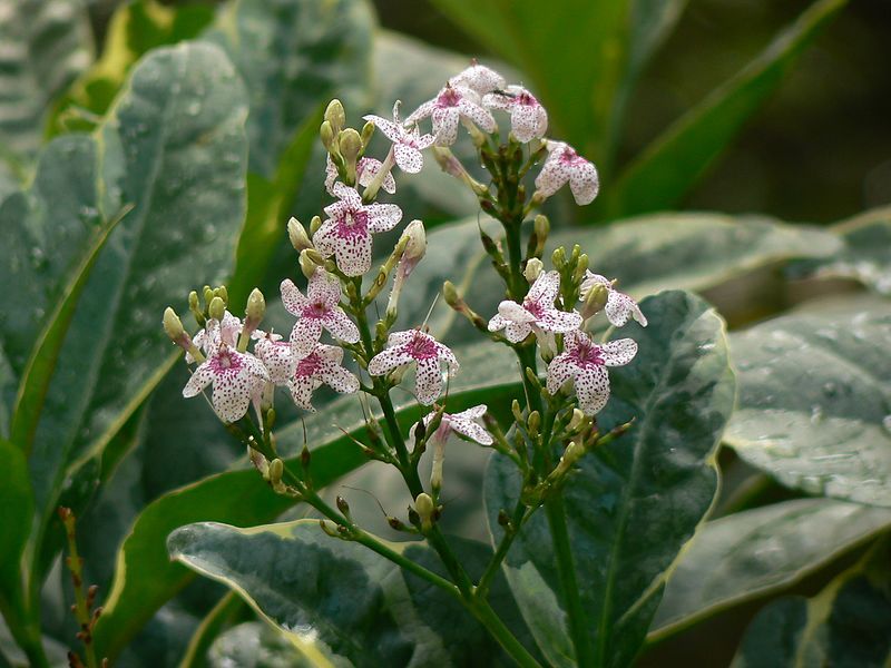 File:Pseuderanthemum reticulatum (1458251239).jpg