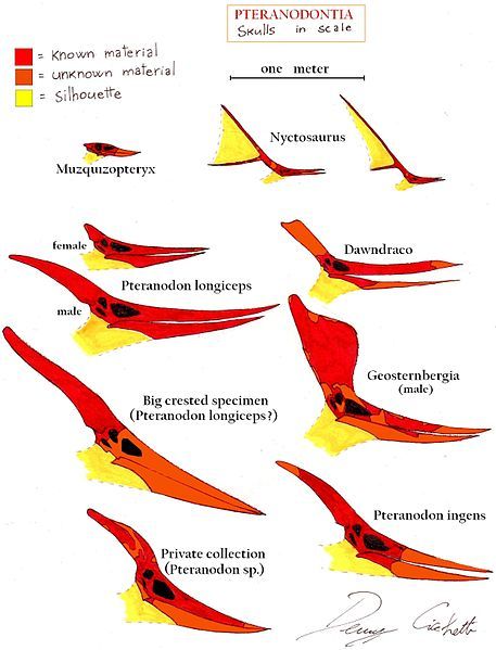 File:Pteranodontia.jpg