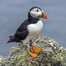 Adult in breeding plumage