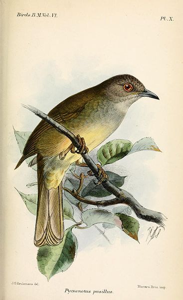 File:PycnonotusPusillusKeulemans.jpg