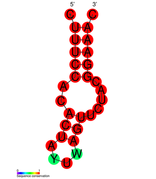 CRISPR-DR41: Secondary structure taken from the Rfam database. Family RF01350.