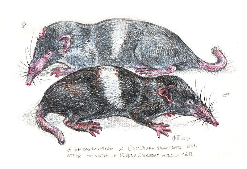 File:Reconstruction-of-Crocidura-sonnerati-Tatiana-Petrova-2019.jpg