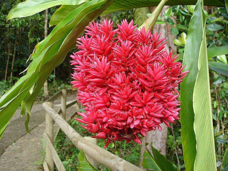 File:Red ginger flowerhead.JPG