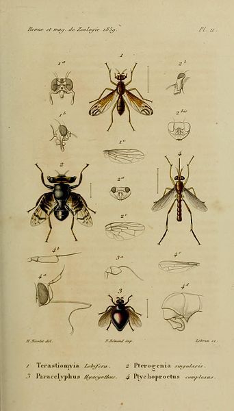 File:RevueMagasinZoologie1859Plate11.jpg