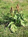 Rumex alpinus