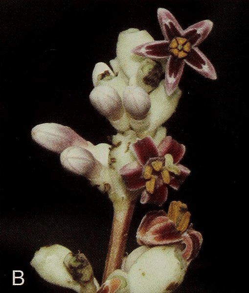 File:Rustia bilsana flowers.jpg