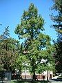 Dawn Redwood on campus of SJSU