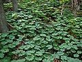 A carpet of leaves in late spring