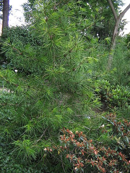 File:Sciadopitys verticillata01.jpg