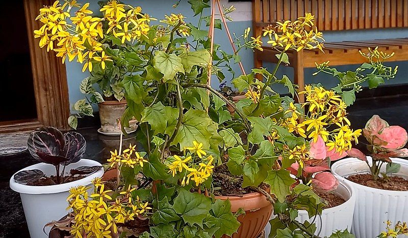 File:Senecio tamoides flower.jpg