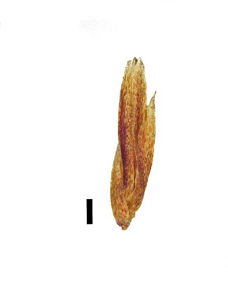 File:Sgraminifolius-spikelet.jpg