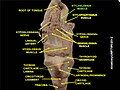 Styloglossus muscle