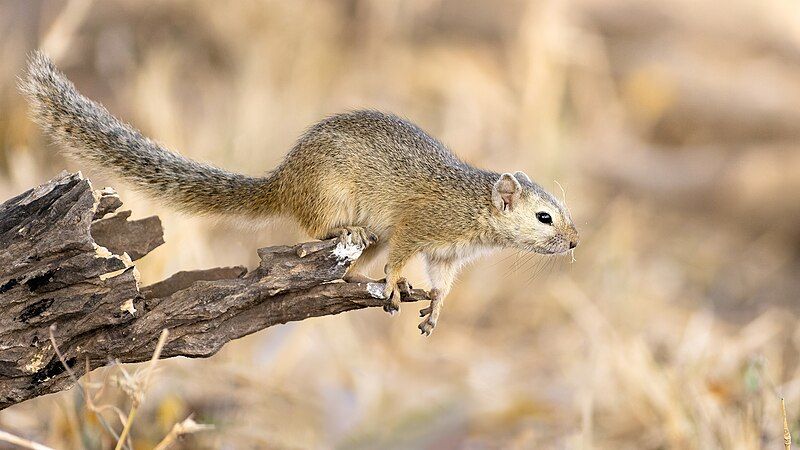 File:Smith's Bush Squirrel.jpg