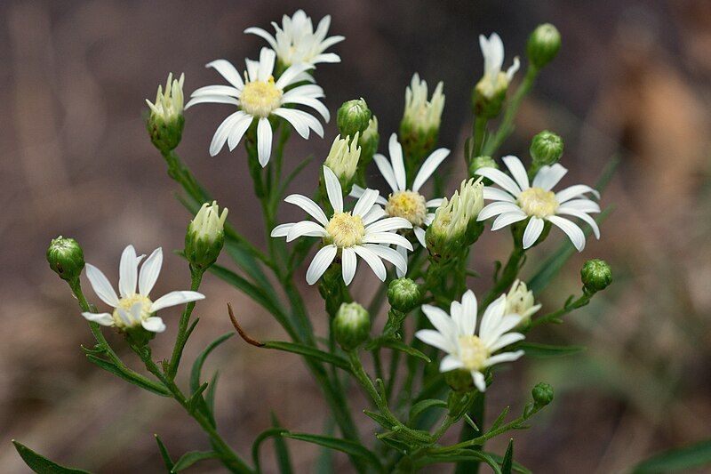 File:Solidago ptarmicoides Arkansas.jpg