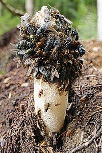 Cap covered by insects