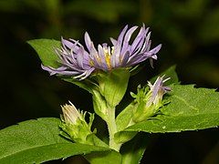 Involucre showing phyllaries and bracts