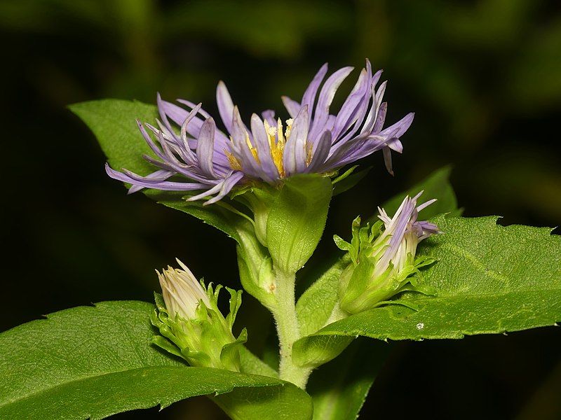 File:Symphyotrichum puniceum 96170432.jpg