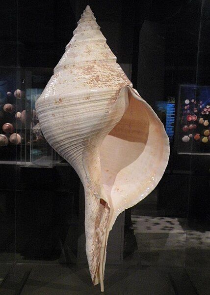 File:Syrinx aruanus shell.jpg