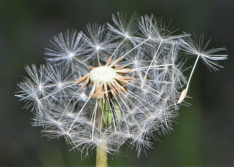 File:Taraxacum officinale kz05.jpg