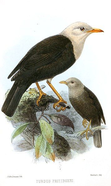 File:Turdus poliocephalus pritzbueri.jpg