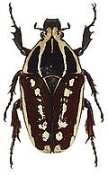 Mecynorhina ugandensis dark form, female