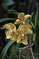 Vanda cultivar