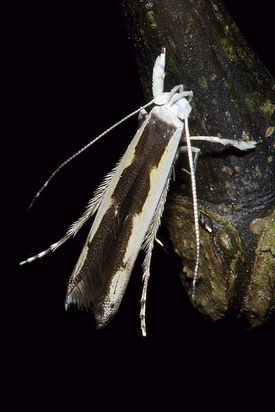 File:Vanicela disjunctella 124359884.jpg