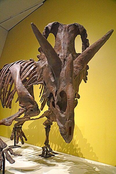 File:Wendiceratops mount.jpg