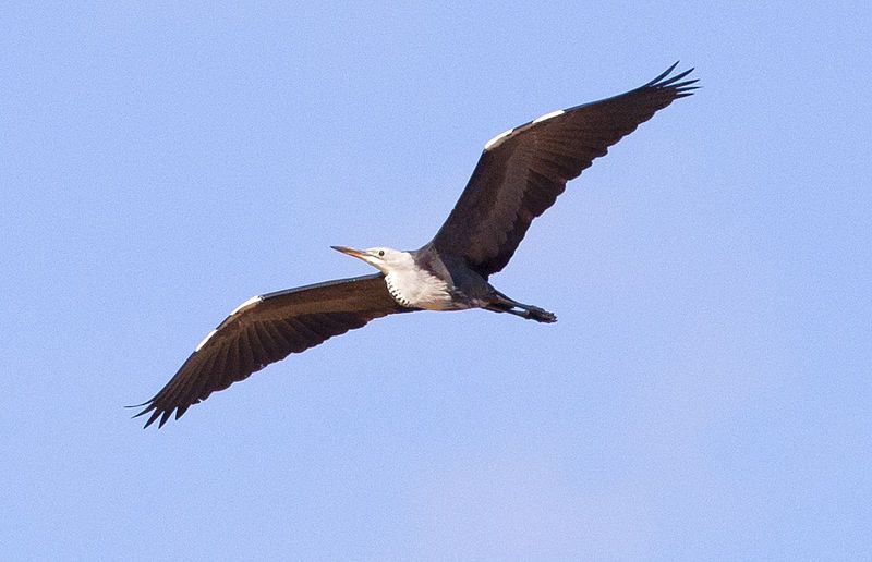 File:White-necked Heron.jpg