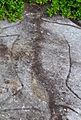 A rock engraving believed to be a turtle at Bondi Beach