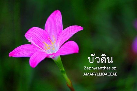 บัวดิน Zephyranthes sp.