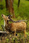 Bandipur chital