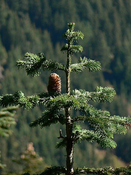 File:Abies amabilis 26395.JPG