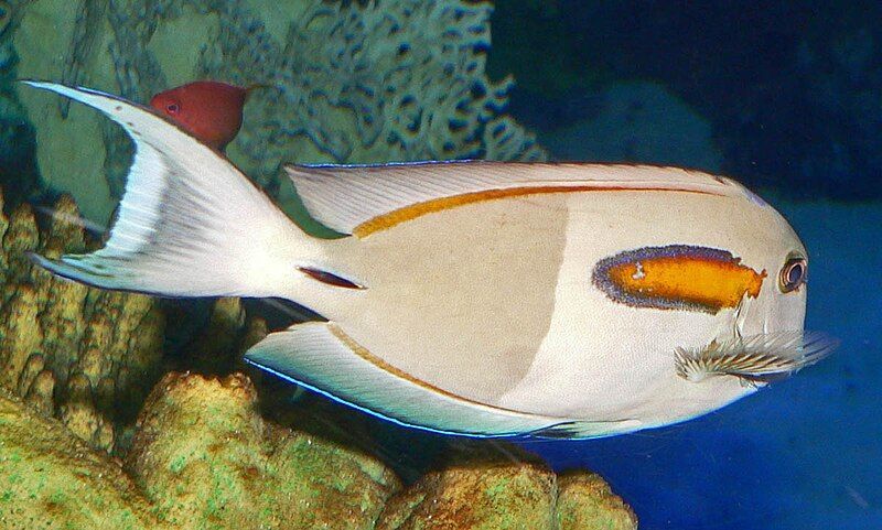 File:Acanthurus olivaceus 1.jpg