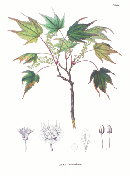 File:Acer micranthum SZ141.png