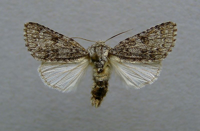 File:Acronicta euphorbiae.male.jpg