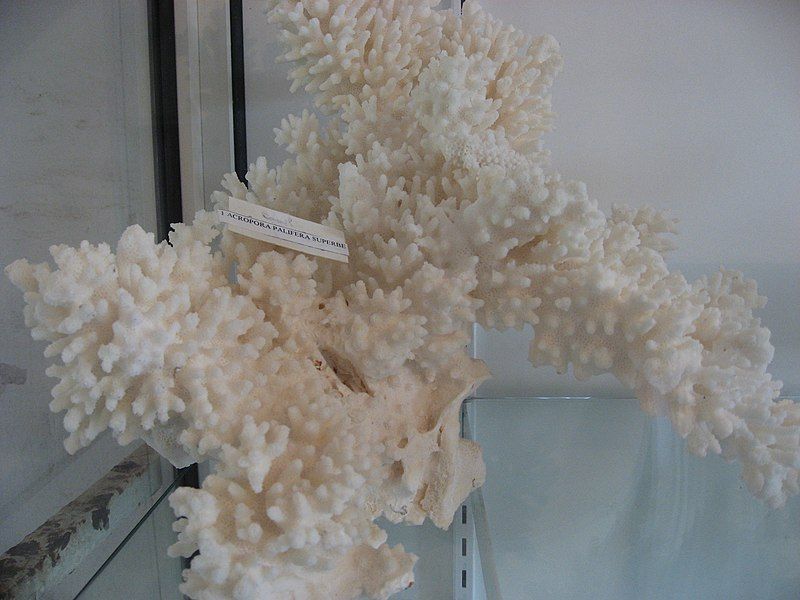 File:Acropora palifera02.jpg