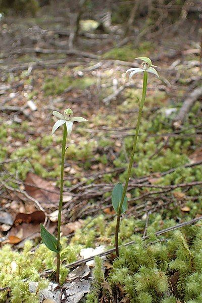 File:Adenochilus gracilis kz03.jpg