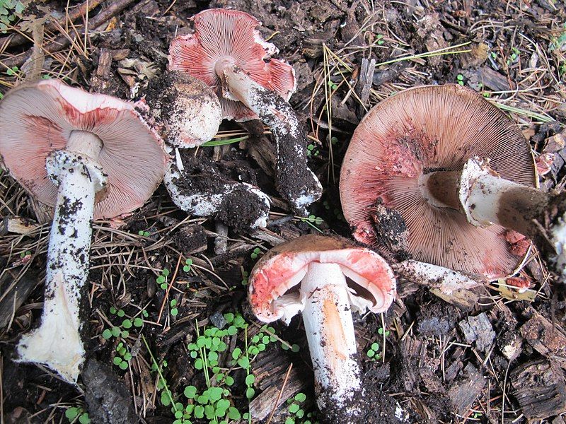 File:Agaricus pattersonae 112211.jpg