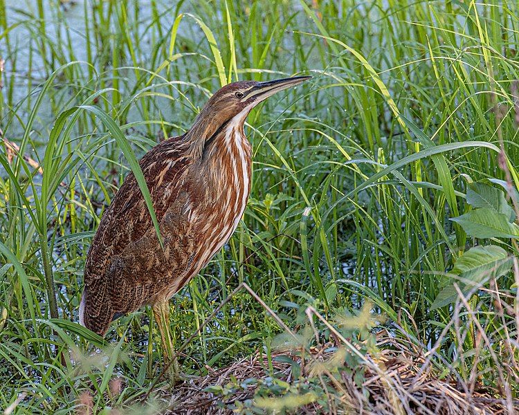 File:American Bittern (48975627718).jpg