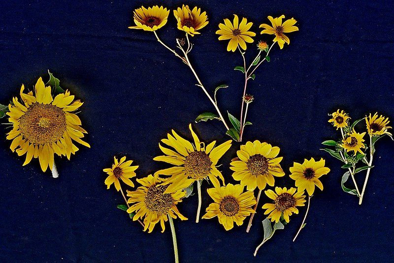 File:Annual&perennial sunflowerheads.jpg