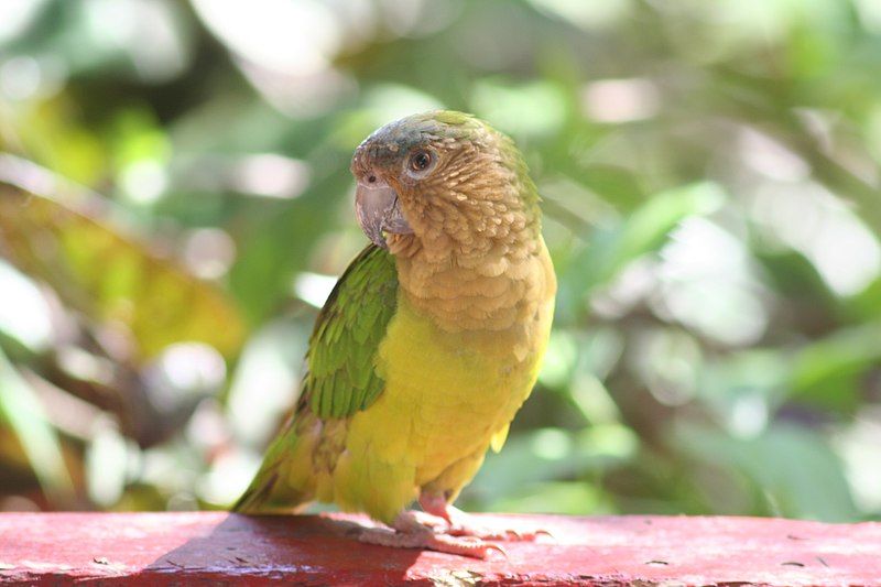 File:Aratinga pertinax -Colombia-8.jpg