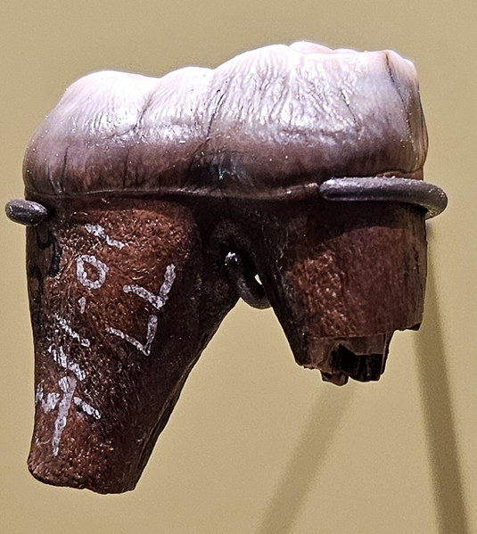 File:Arctodus simus molar.png