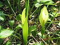 Arum italicum