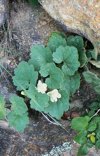 File:Asarina procumbens.JPG