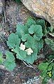 Asarina procumbens