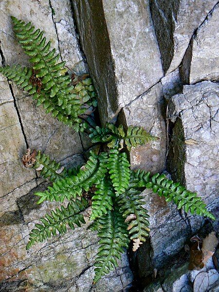 File:Asplenium marinum 001.JPG