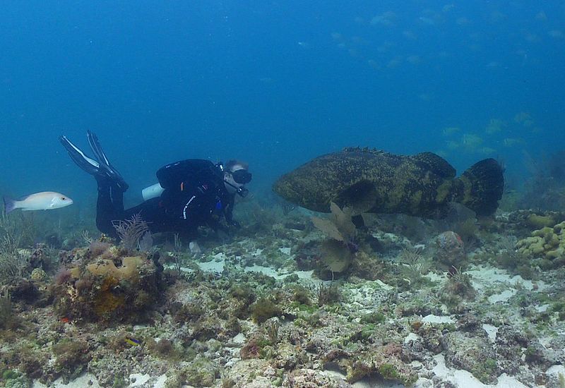 File:AtlanticGoliathGrouper.jpg