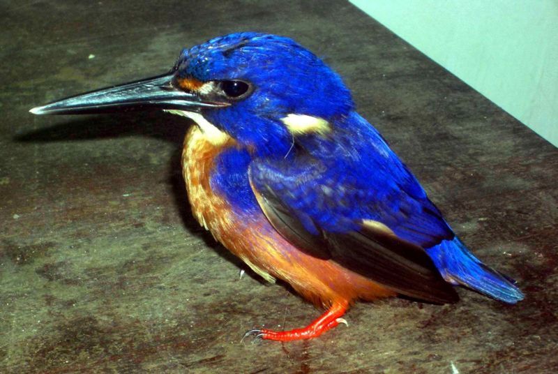 File:Azure Kingfisher.jpg