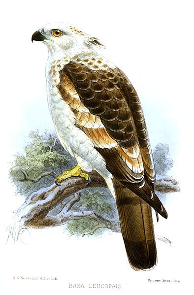 File:BazaLeucopaisKeulemans.jpg